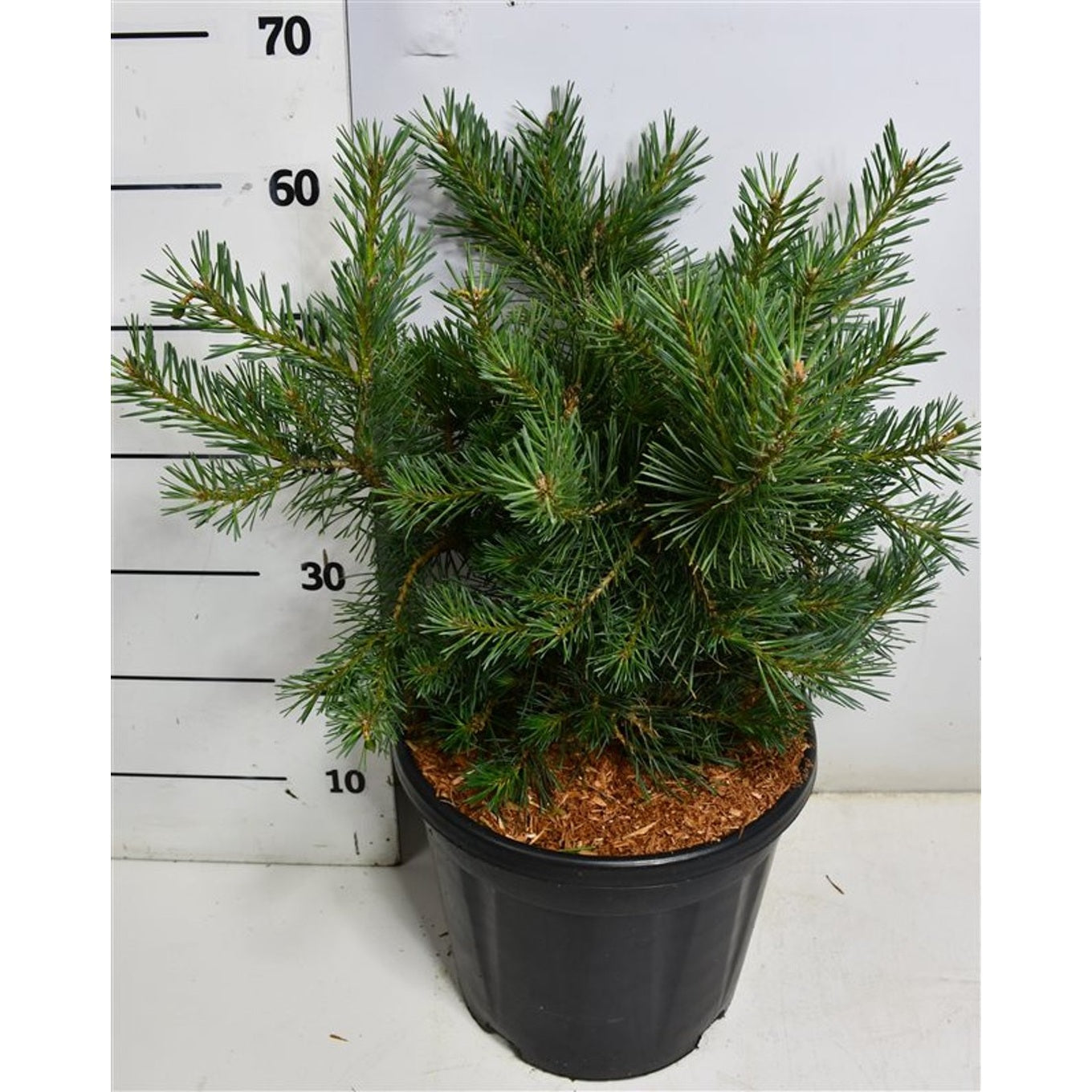 Tall – Pinus sylvestris 'Repens' - C12 40-50 CM